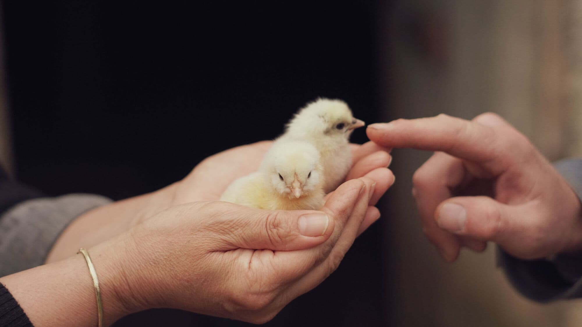 A day-old chick held in a pair of hands
