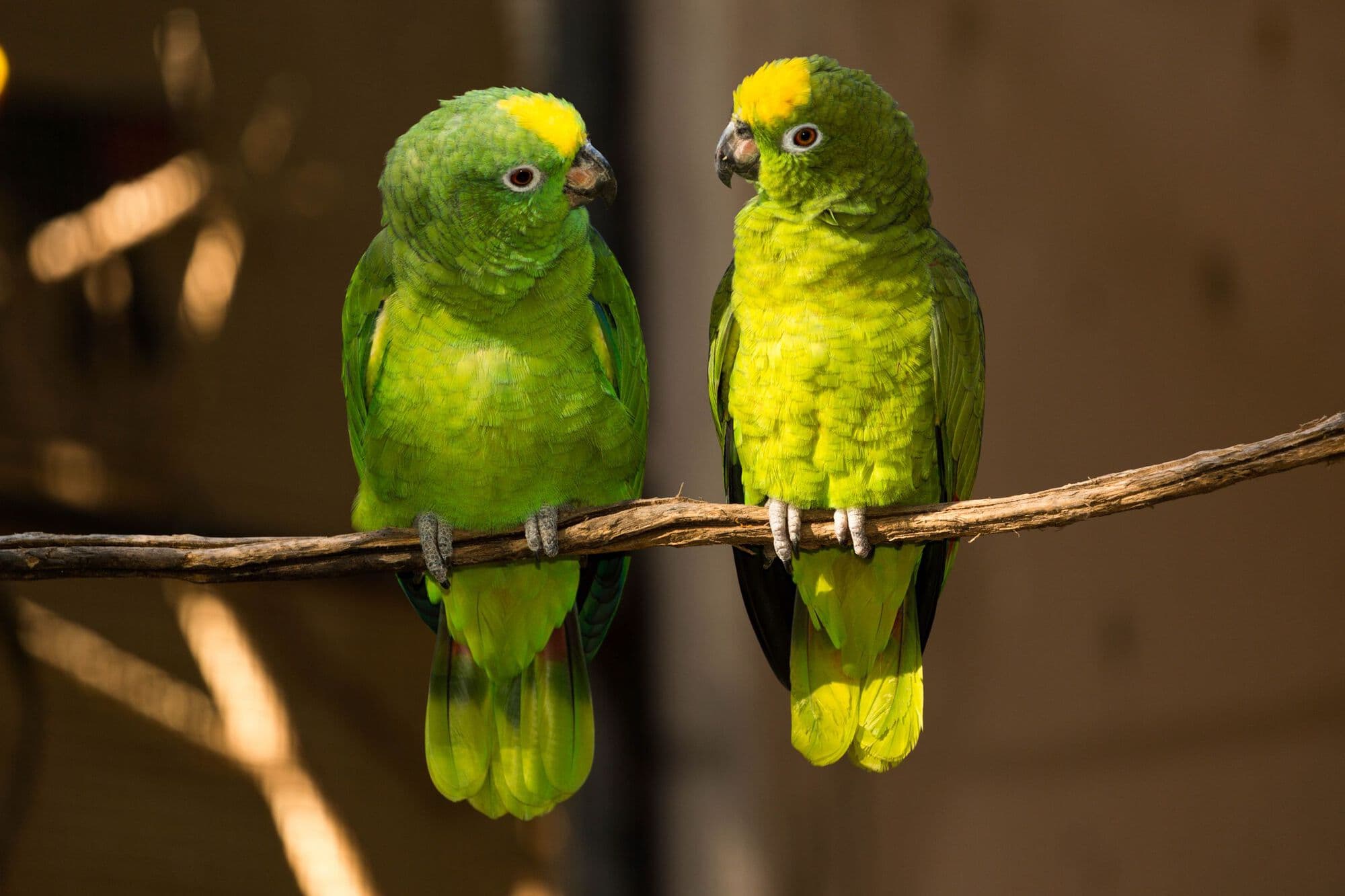 Two parrots side by side on a branch